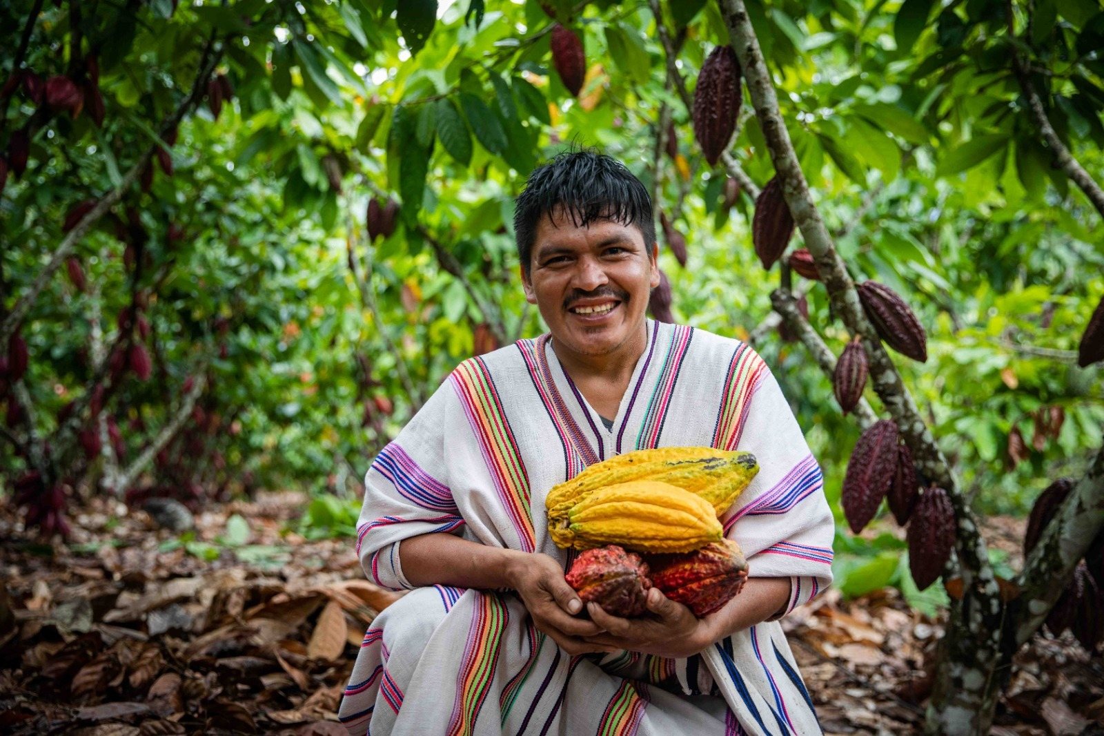 An Ashaninka grower holding freshly harvested cacao pods